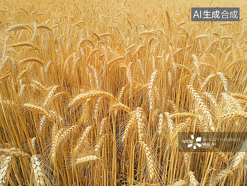 【AI数字艺术】田地里成熟的金黄色麦田；成熟的小麦；小满节气图片素材
