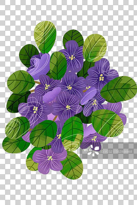 花卉紫罗兰插画元素图片素材