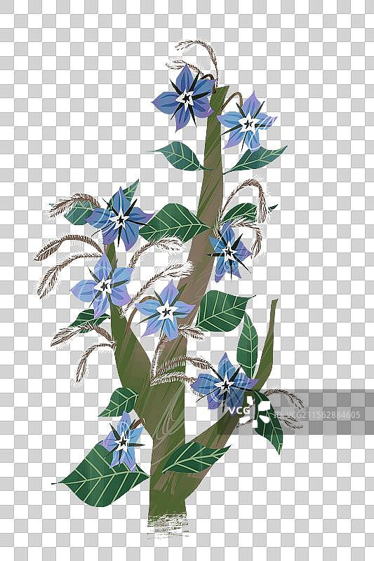夏秋季花卉琉璃苣插画元素图片素材