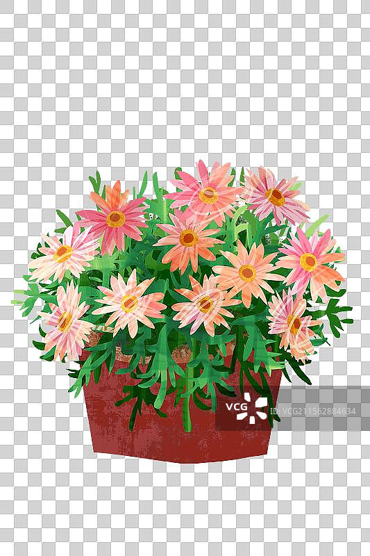 花卉玛格丽特插画元素图片素材