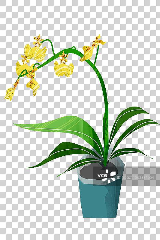 秋季花卉文心兰插画元素图片素材