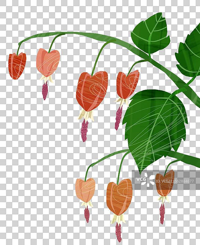 花卉蔓性风铃花插画元素图片素材