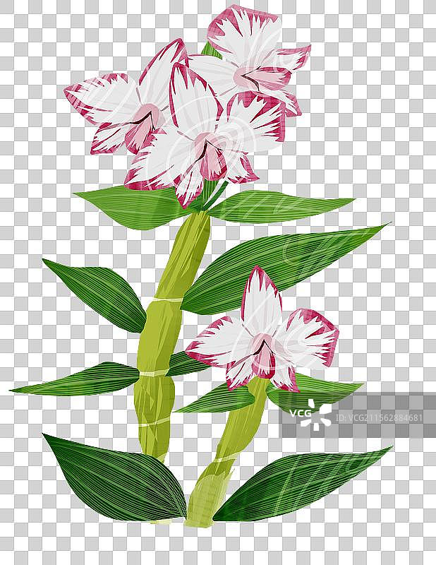 花卉石斛兰插画元素图片素材