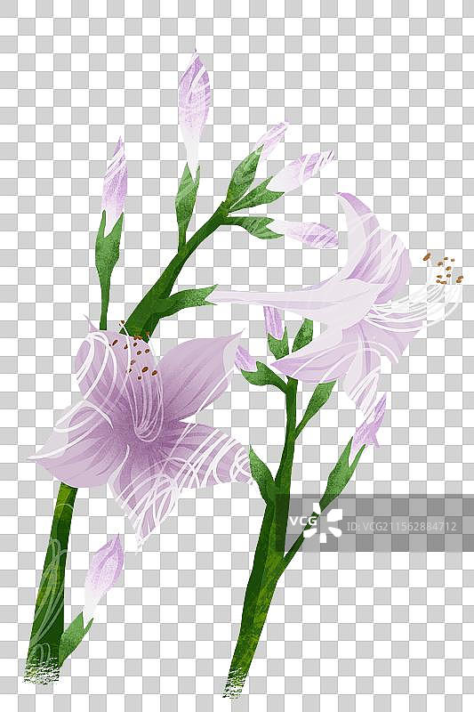 夏秋季花卉玉簪花插画元素图片素材