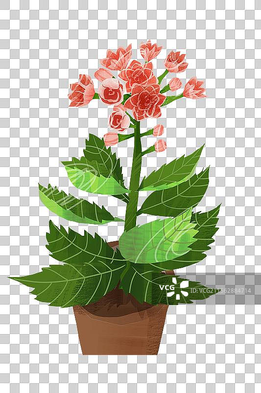 花卉长寿花插画元素图片素材