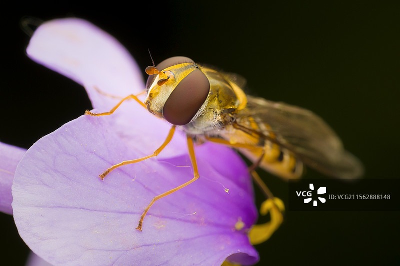 蜜蜂授粉图片素材
