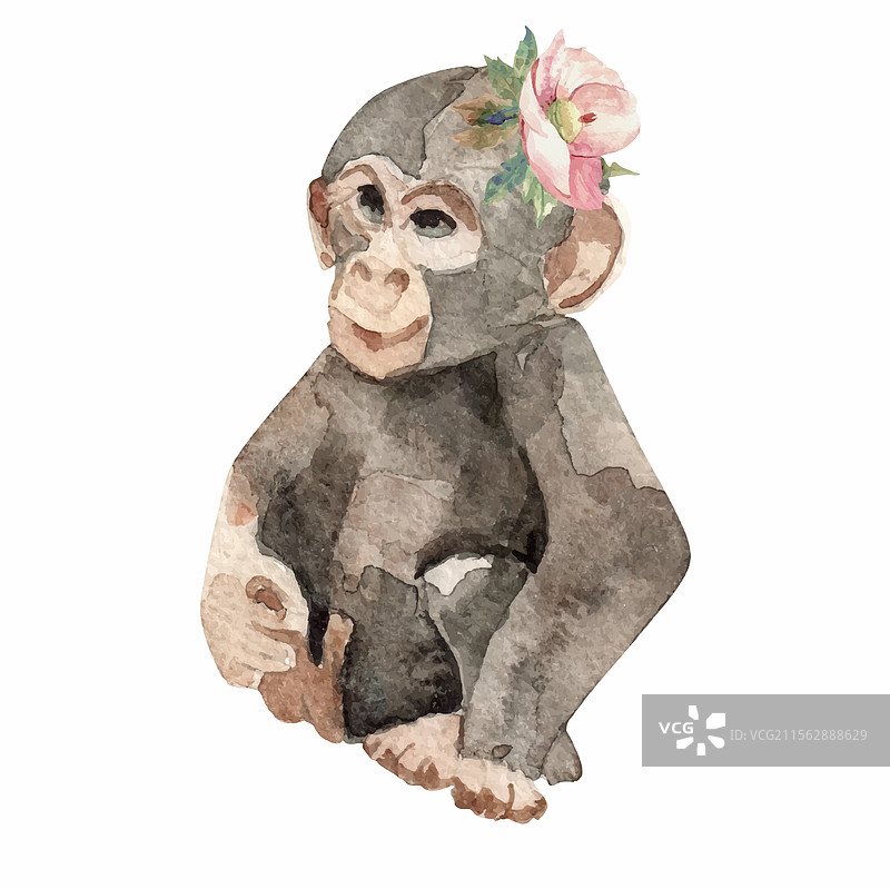 水彩画猴子动物宝宝图片素材