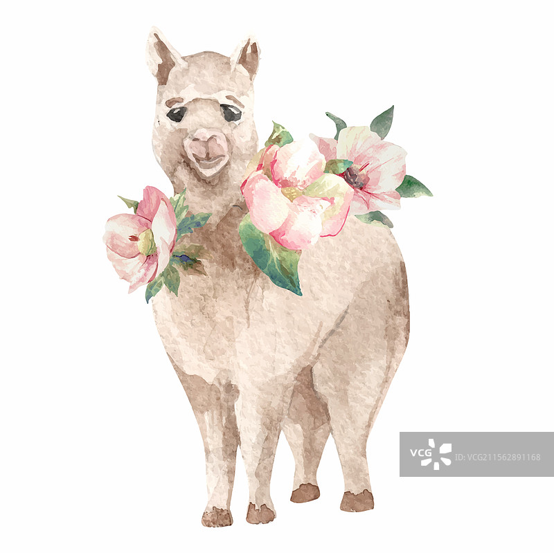 水彩画的小羊驼动物宝宝图片素材