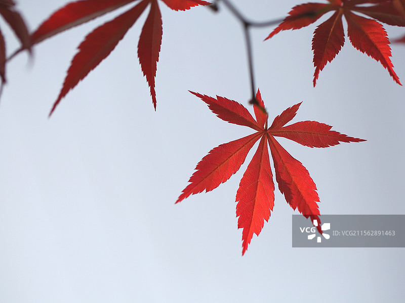 春天的枫叶图片素材