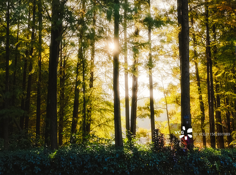 深圳仙湖植物园图片素材