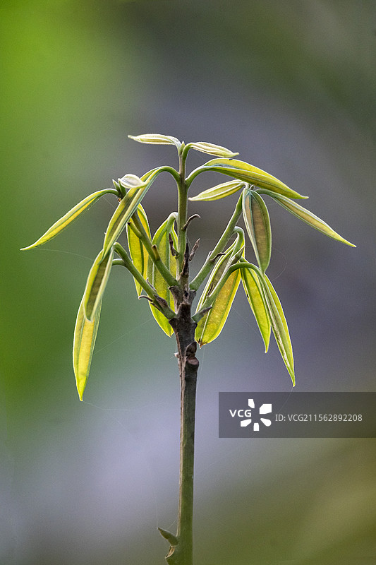 春天里的肉桂嫩芽图片素材