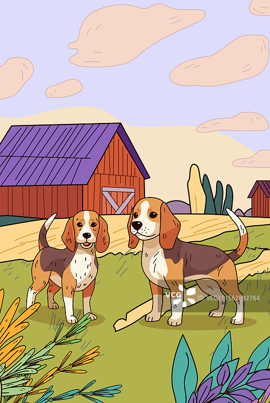 比格犬在乡村农场的场景图片素材