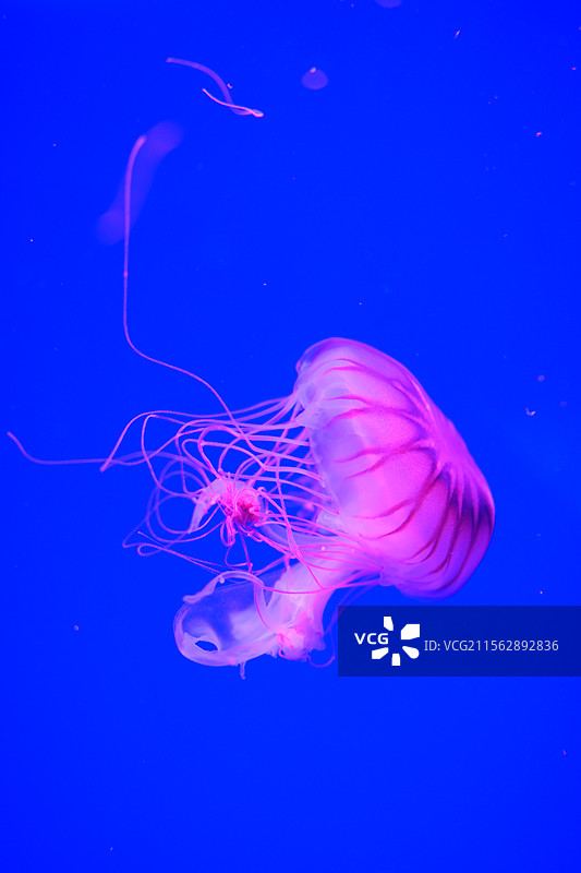 蓝色背景。粉色水母图片素材