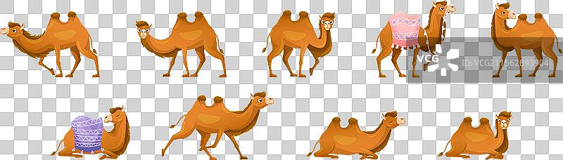 棕色骆驼作为偶蹄类沙漠动物图片素材