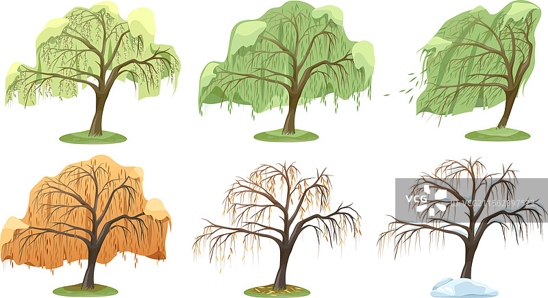 柳树种类或植物品种集合图片素材