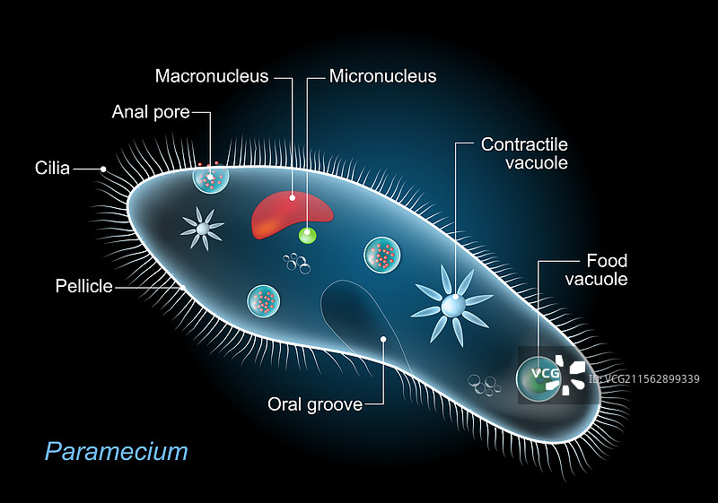 草履虫的解剖结构图片素材