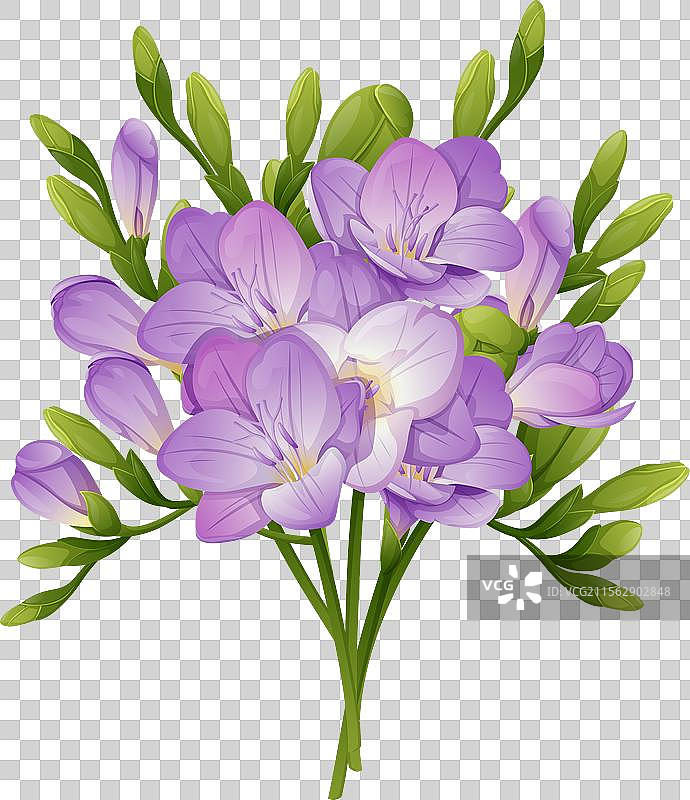 孤立背景上的一束小苍兰花图片素材