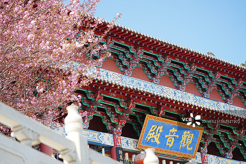 威海荣成赤山风景区观音坛樱花图片素材