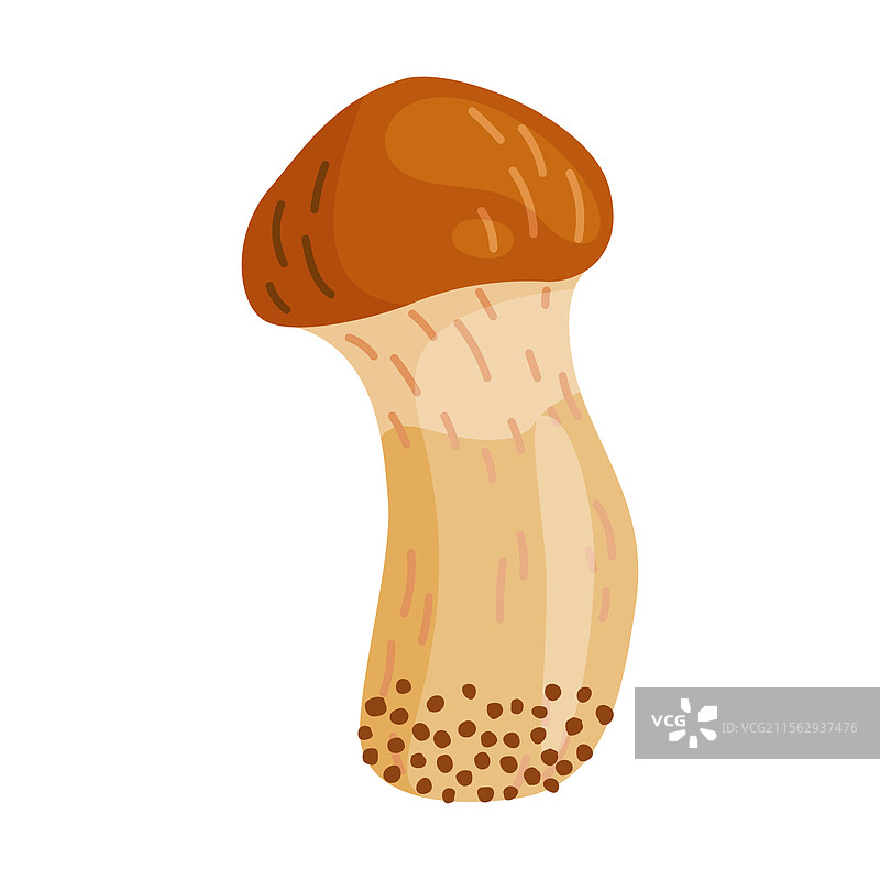 小黄牛肝菌可食用图片素材