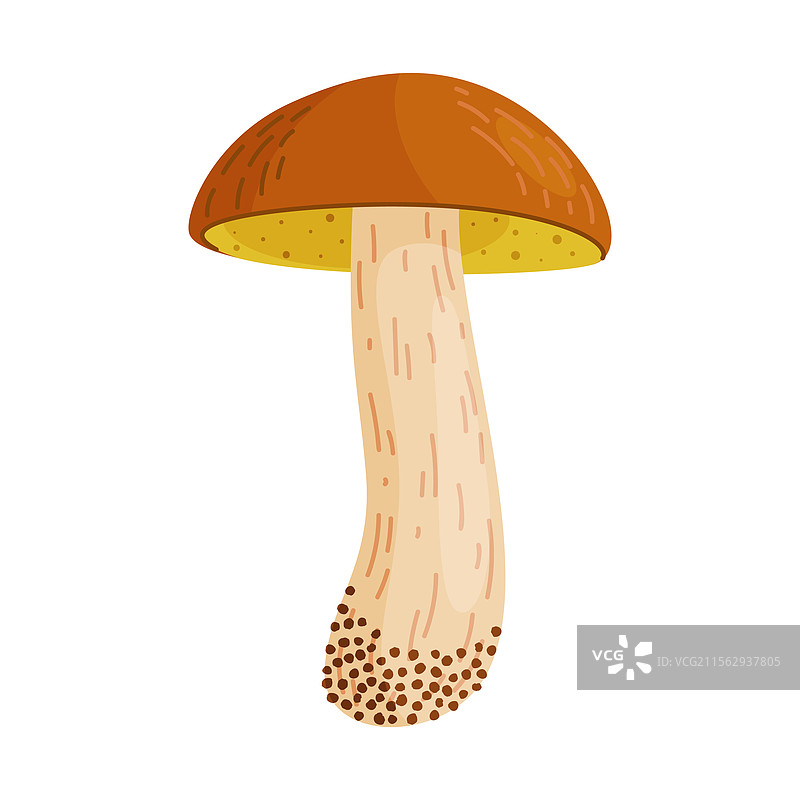 黄松茸可食用森林蘑菇图片素材