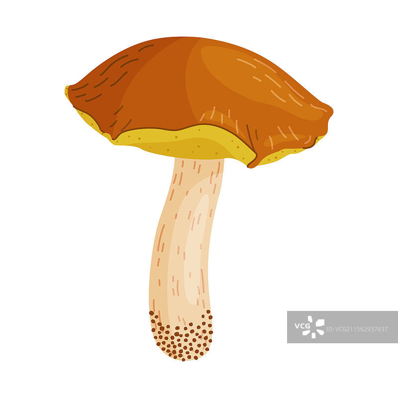 黄松茸可食用森林蘑菇图片素材