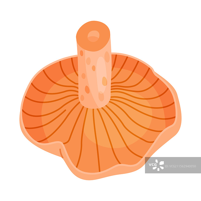 藏红花牛肝菌可食用森林蘑菇图标手绘图片素材