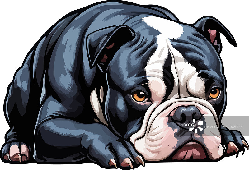 健康的黑色美国斗牛犬图片素材