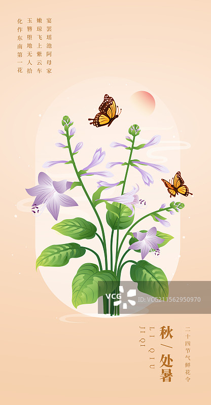 新中式二十四节气处暑 玉簪花 矢量插画海报图片素材