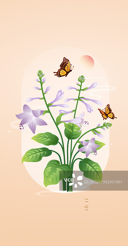 二十四节气花草插画 处暑白露 玉簪花图片素材