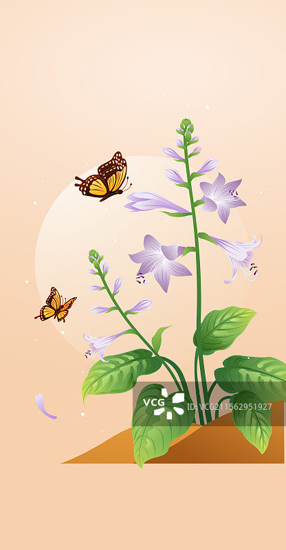 二十四节气花草插画 处暑白露 玉簪花图片素材