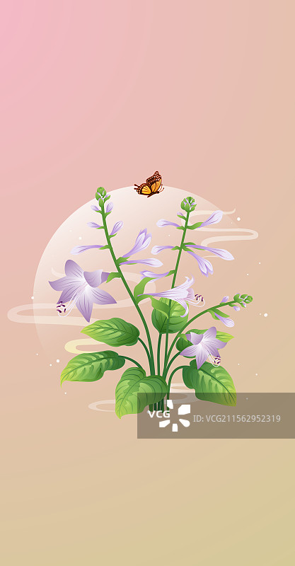 二十四节气花草插画 处暑白露 玉簪花图片素材