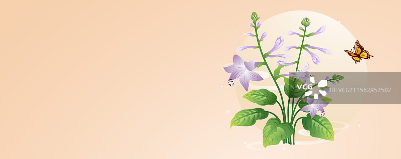 二十四节气花草插画 处暑白露 玉簪花图片素材