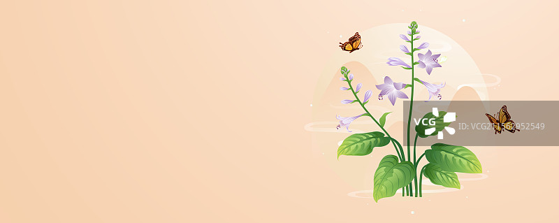 二十四节气花草插画 处暑白露 玉簪花图片素材