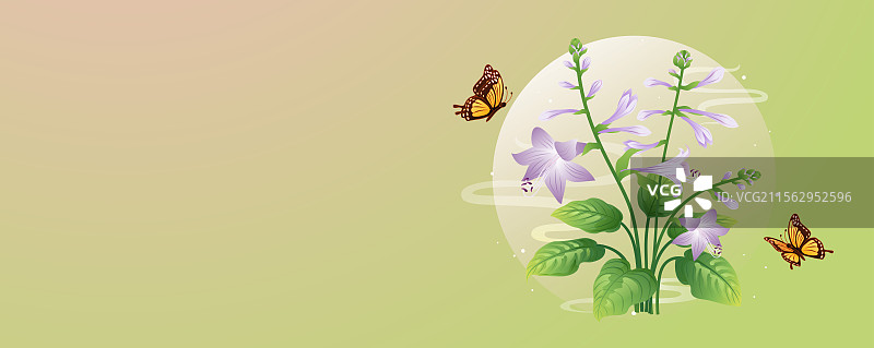 二十四节气花草插画 处暑白露 玉簪花图片素材