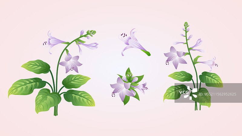 二十四节气花草插画 处暑白露 玉簪花图片素材