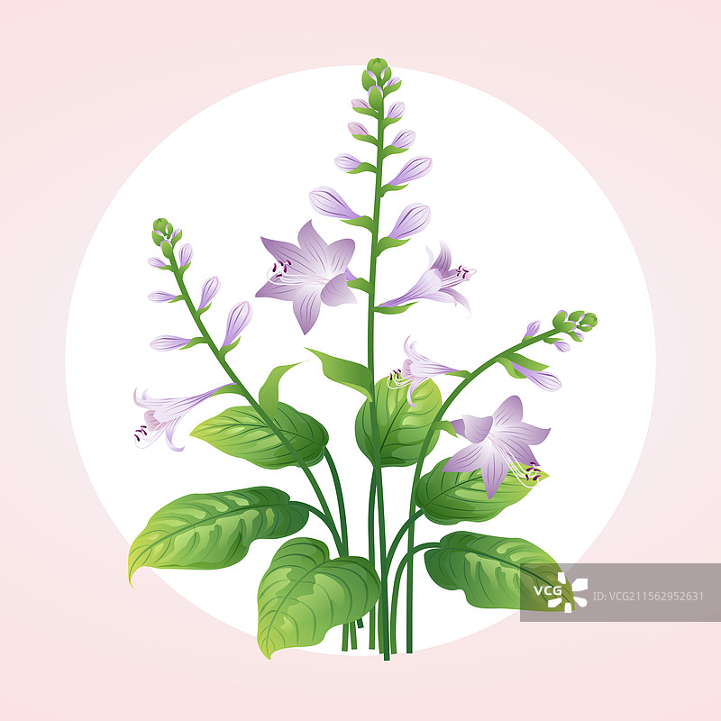 二十四节气花草插画 处暑白露 玉簪花图片素材