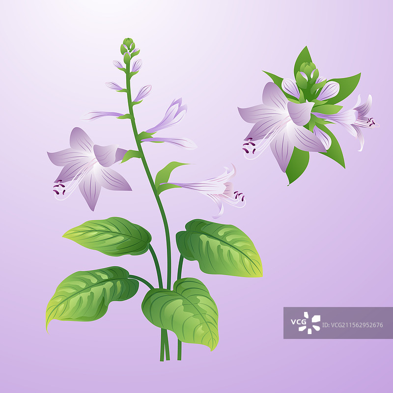 二十四节气花草插画 处暑白露 玉簪花图片素材