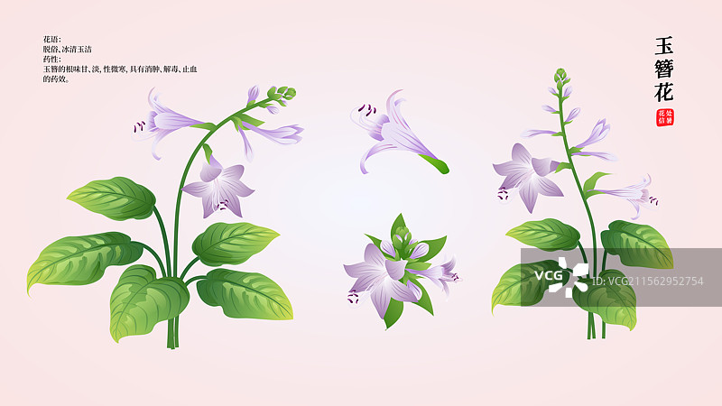 二十四节气花草插画 处暑或白露 玉簪花图片素材