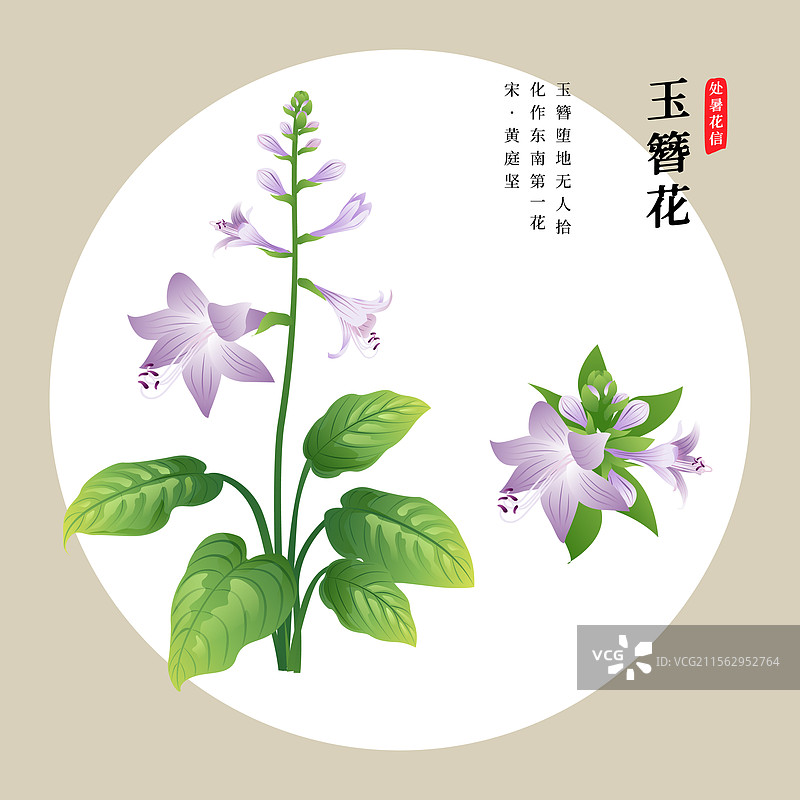 二十四节气花草插画 处暑或白露 玉簪花图片素材