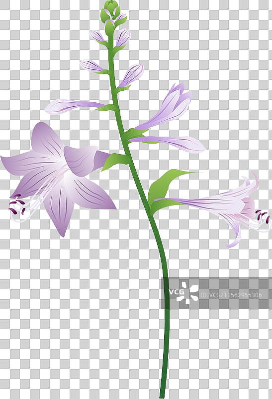 新中式二十四节气处暑 玉簪花图片素材