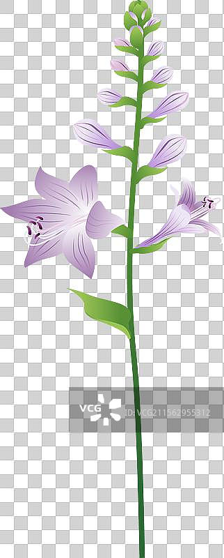 新中式二十四节气处暑 玉簪花图片素材