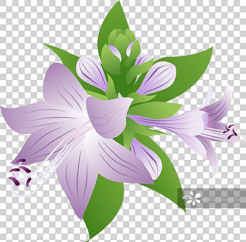 新中式二十四节气处暑 玉簪花图片素材