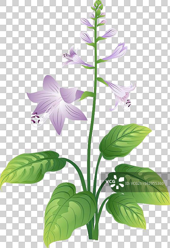 新中式二十四节气处暑 玉簪花图片素材