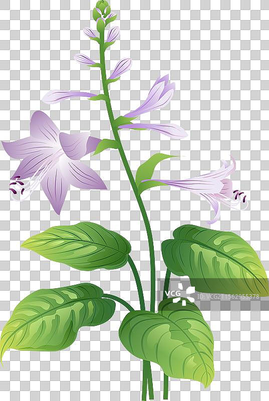 新中式二十四节气处暑 玉簪花图片素材