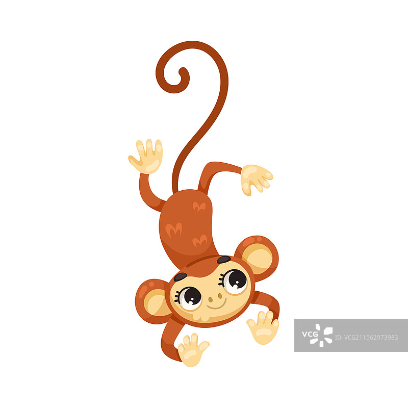 长尾猴作为热带动物和野生动物图片素材