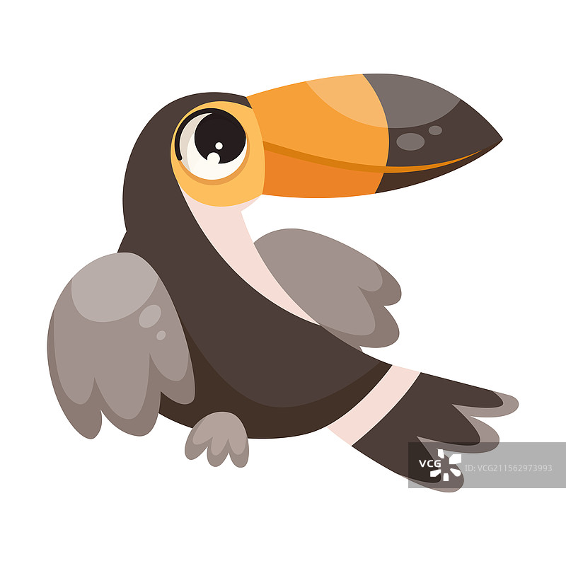 热带动物和野生非洲的巨嘴鸟图片素材