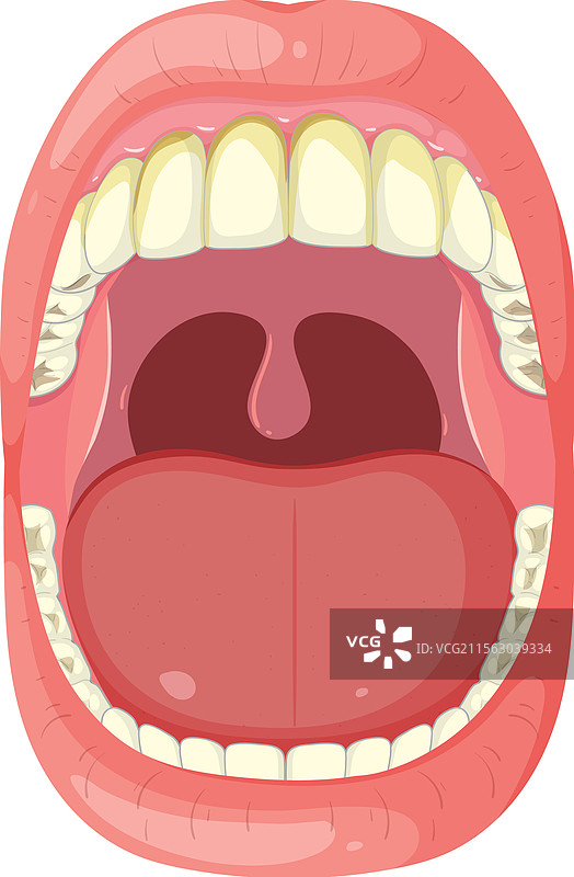 人类口腔和牙齿的详细结构图片素材