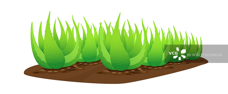 白色背景上孤立的土壤中的芦荟植物图片素材