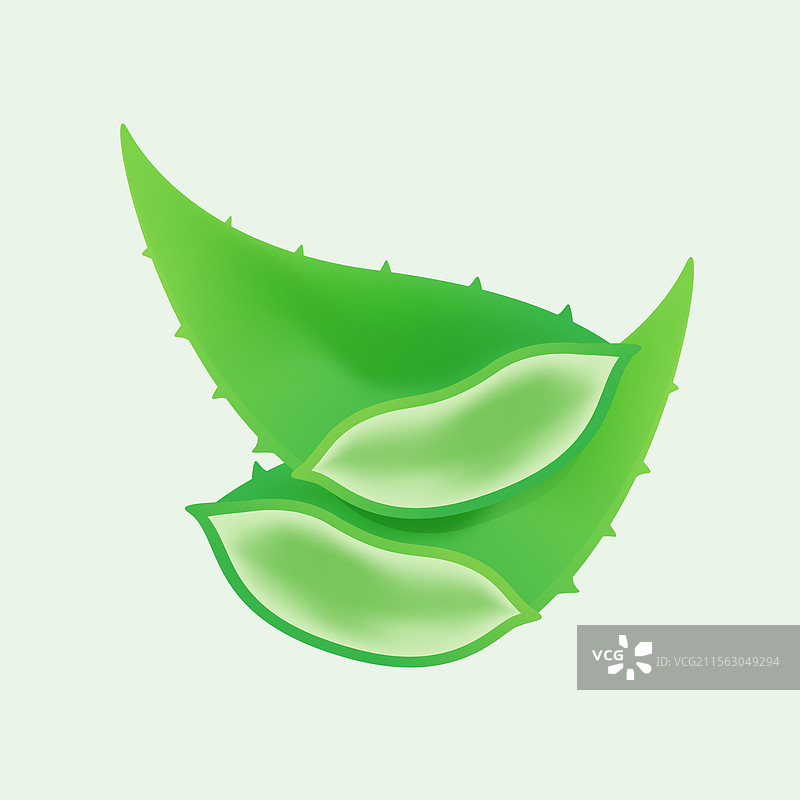 孤立的芦荟在柔和的绿色剪贴画中图片素材