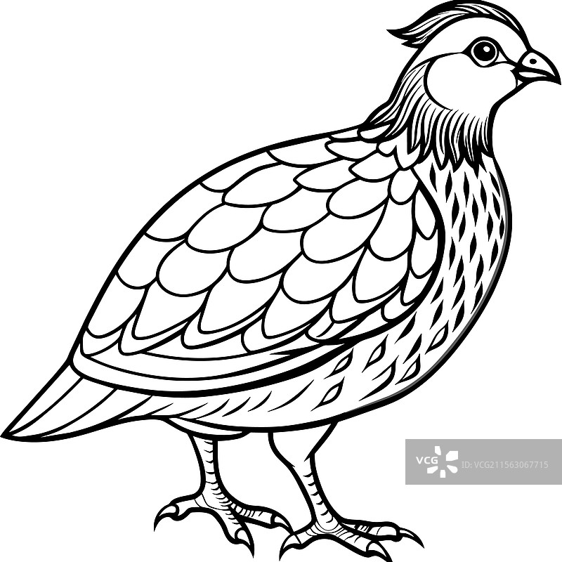 白色背景上的鹌鹑侧面视图图片素材
